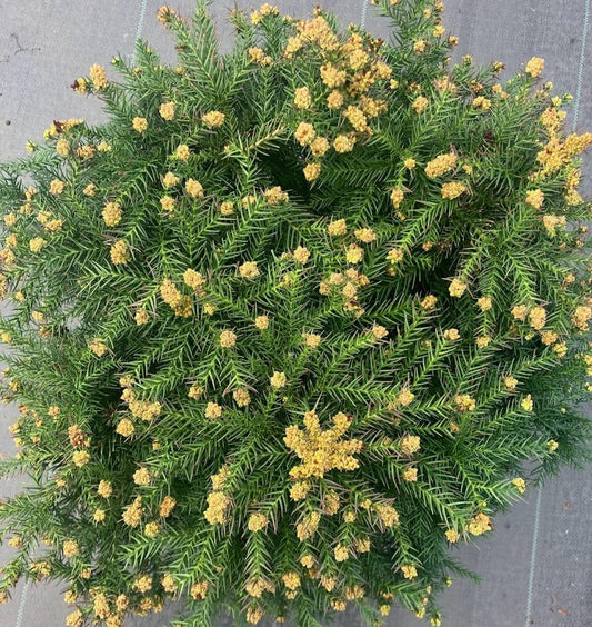 Cryptomeria japonica 'Elegans Nana'