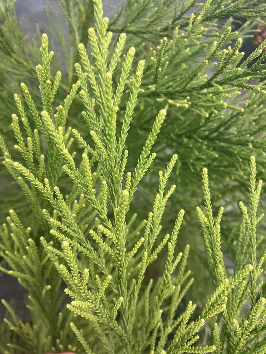 Cryptomeria japonica 'Gracillis'