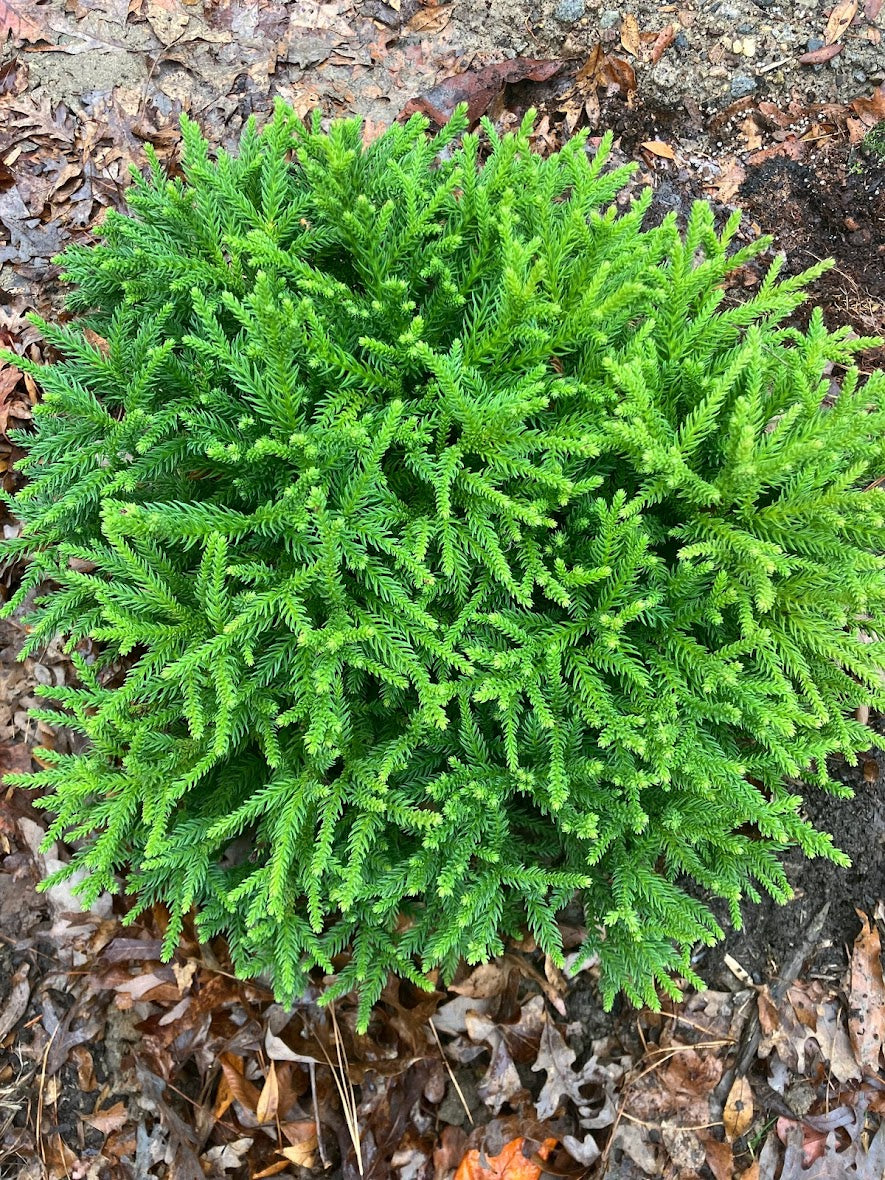 Cryptomeria japonica 'Hirano'