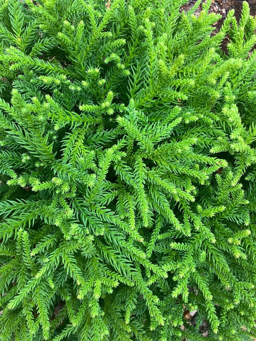 Cryptomeria japonica 'Hirano'
