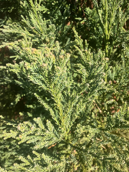 Cryptomeria japonica 'Al's Blue'