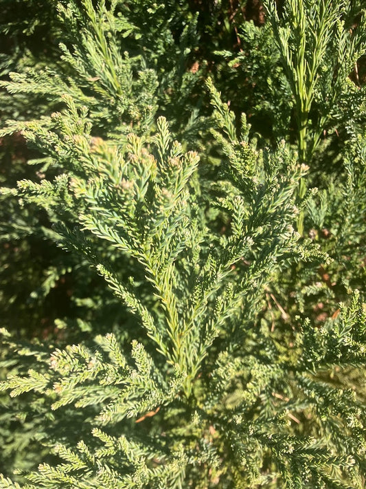 Cryptomeria japonica 'Al's Blue'