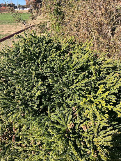 Cryptomeria japonica 'Magic Dragon'