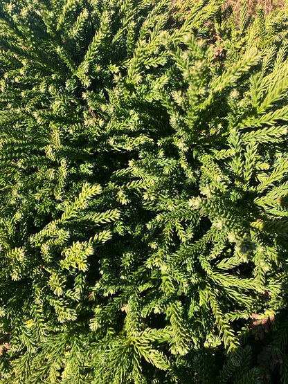 Cryptomeria japonica 'Magic Dragon'