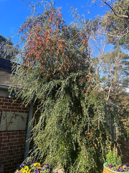 Ilex vomitoria 'Pendula'
