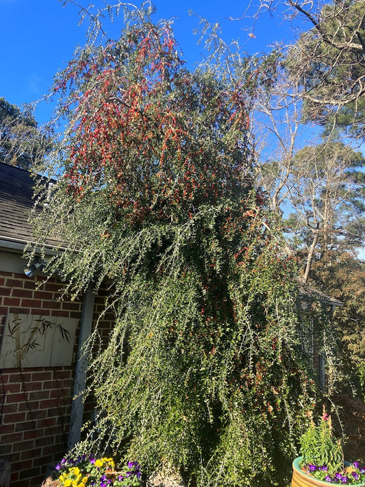 Ilex vomitoria 'Pendula'