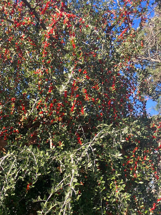 Ilex vomitoria 'Pendula'