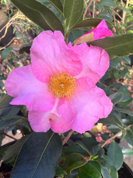 Camellia magniflora