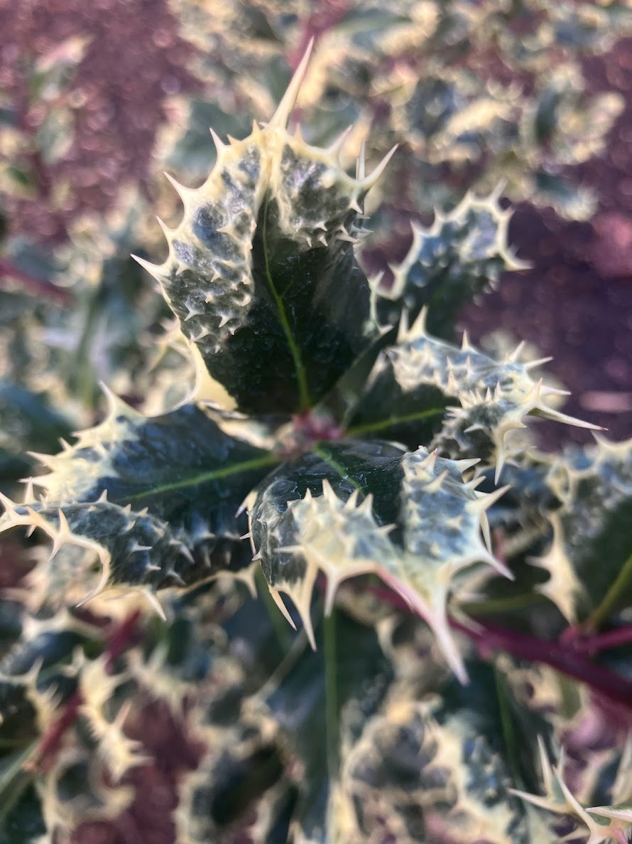 Ilex aquifolium 'Ferox Argentea'