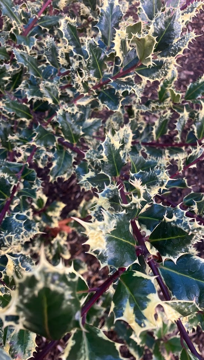 Ilex aquifolium 'Ferox Argentea'