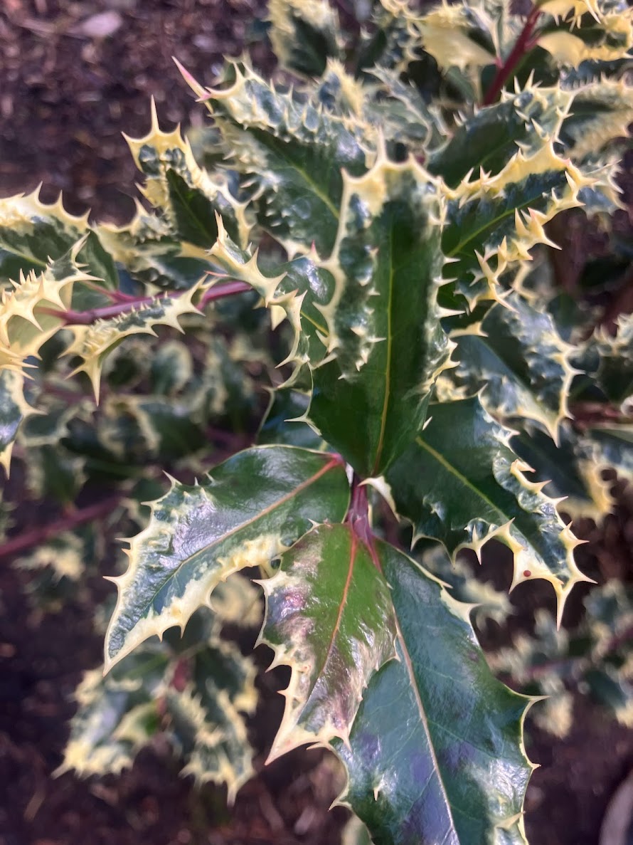 Ilex aquifolium 'Ferox Argentea'