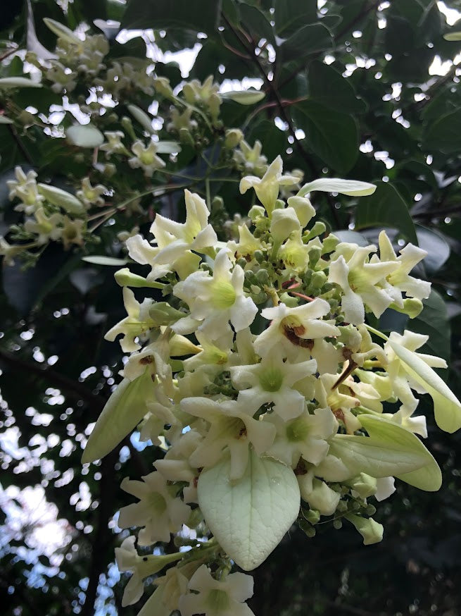 Emmenopterys henryi Flowering Tree  RARE!