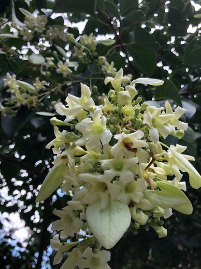 Emmenopterys henryi Flowering Tree  RARE!