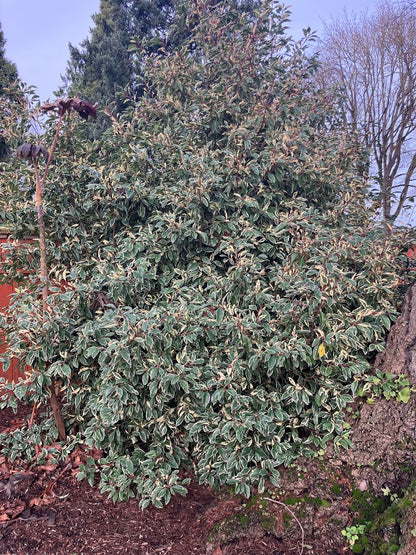 Prunus lusitanica 'Variegata'