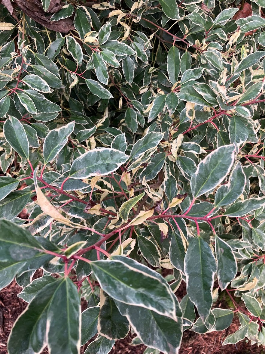 Prunus lusitanica 'Variegata'