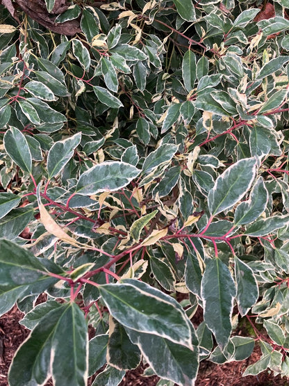 Prunus lusitanica 'Variegata'