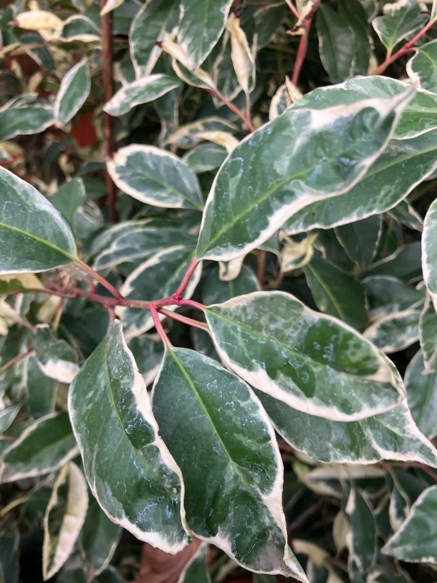Prunus lusitanica 'Variegata'