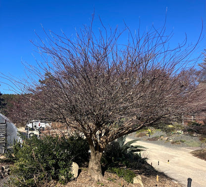 Acer palmatum 'Kashima'