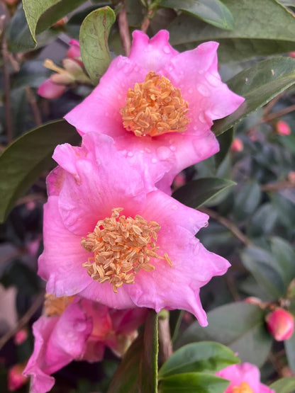 Camellia x 'Xinzi' RARE
