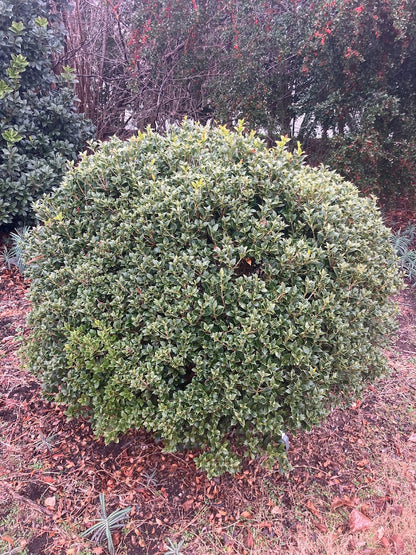 Osmanthus heterophyllus 'Fastigiata' (East Coast Form)