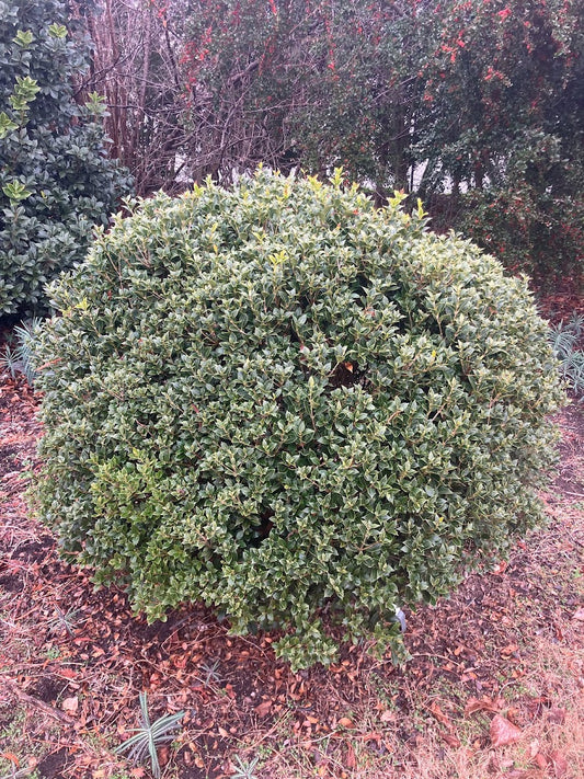 Osmanthus heterophyllus 'Fastigiata' (East Coast Form)