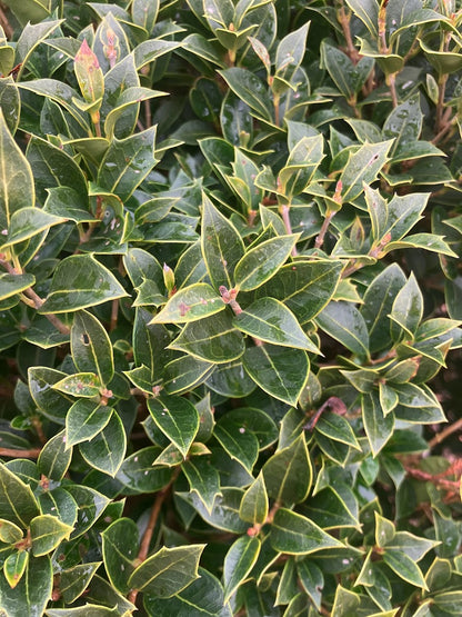 Osmanthus heterophyllus 'Fastigiata' (East Coast Form)
