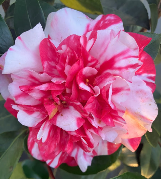 Camellia japonica 'All American'