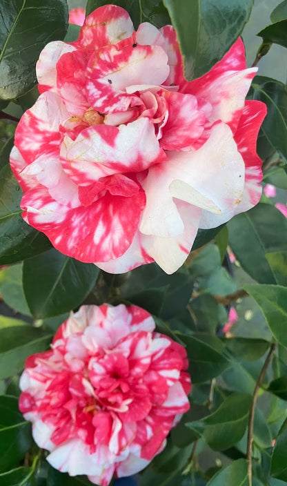 Camellia japonica 'All American'