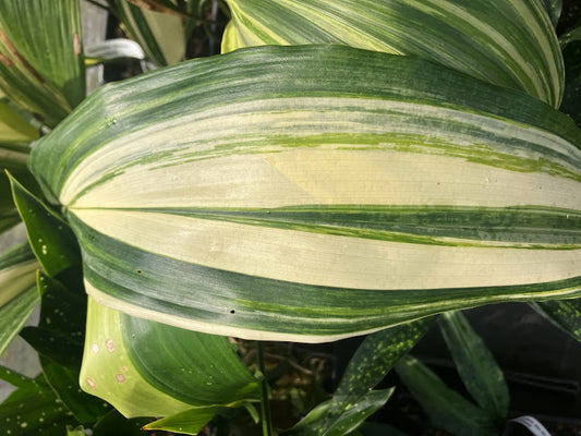 Aspidistra elatior 'Okame'