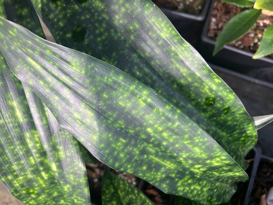 Aspidistra vietnamensis 'Seiun'