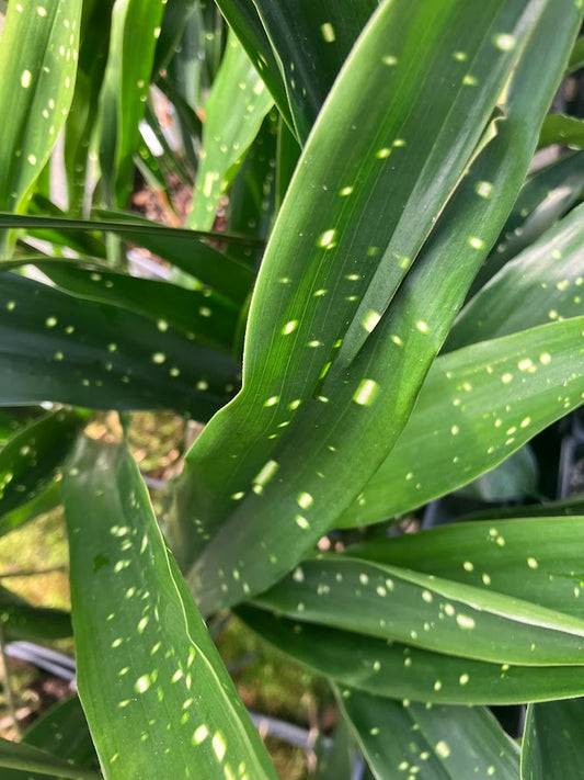 Aspidistra oblanceifolia 'Nagoya Stars'