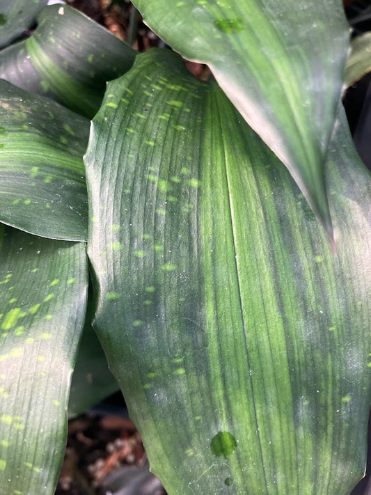 Aspidistra zongbayi 'Uan Fat Lady'