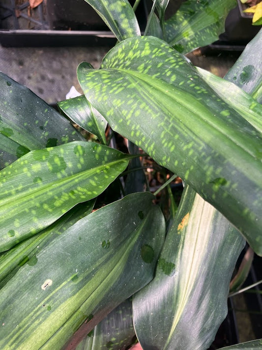 Aspidistra typica 'Old Glory'