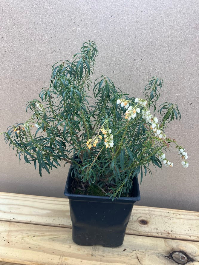 Pieris japonica 'Pygmaea'