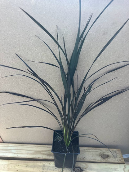 Phormium 'Platt's Black'