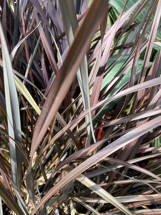Phormium 'Platt's Black'