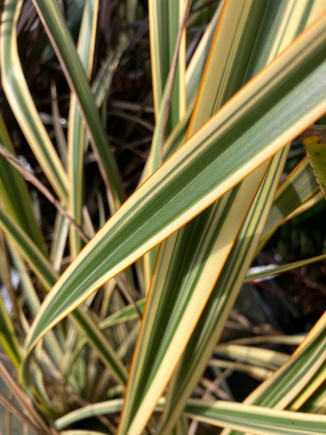 Phormium 'Golden Ray'