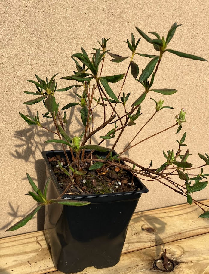Rhododendron (azalea) 'Koromo Shikibu'