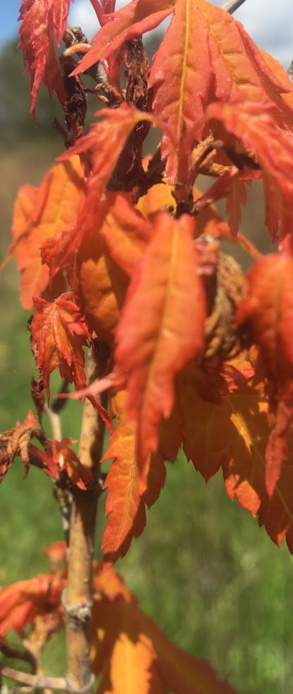 Acer palmatum 'Sunburst' EXCLUSIVE GARDEN TREASURES NEW RELEASE - RARE!!!