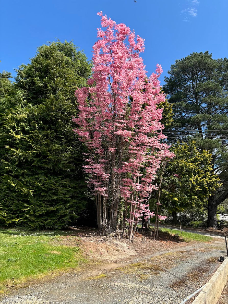 Toona (Cedrela) sinensis 'Flamingo' – Garden Treasures Nursery