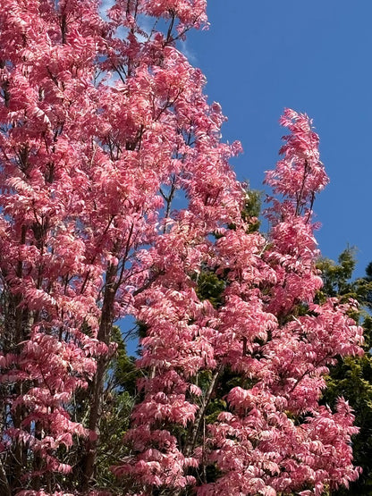 Toona (Cedrela) sinensis 'Flamingo' Chinese Mahogany Tree