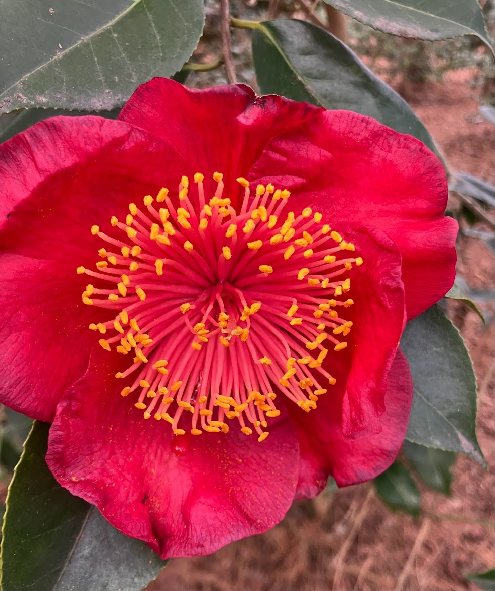 Camellia japonica 'Happy Higo'
