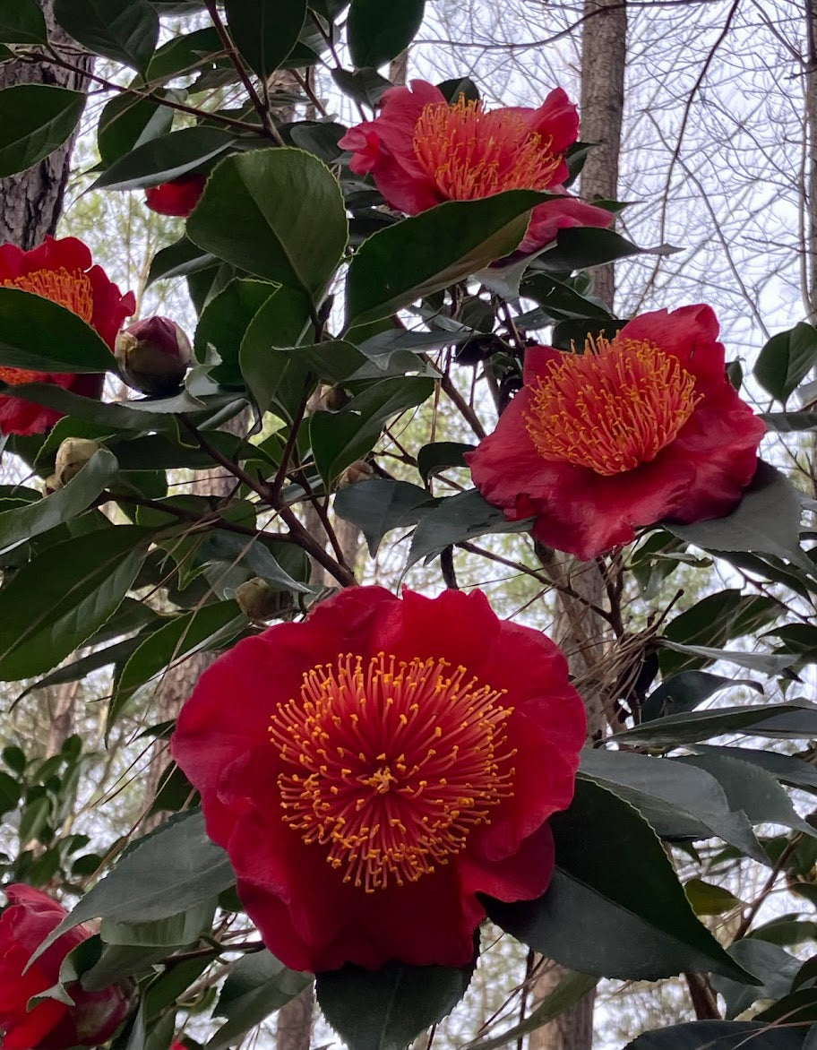 Camellia japonica 'Happy Higo'
