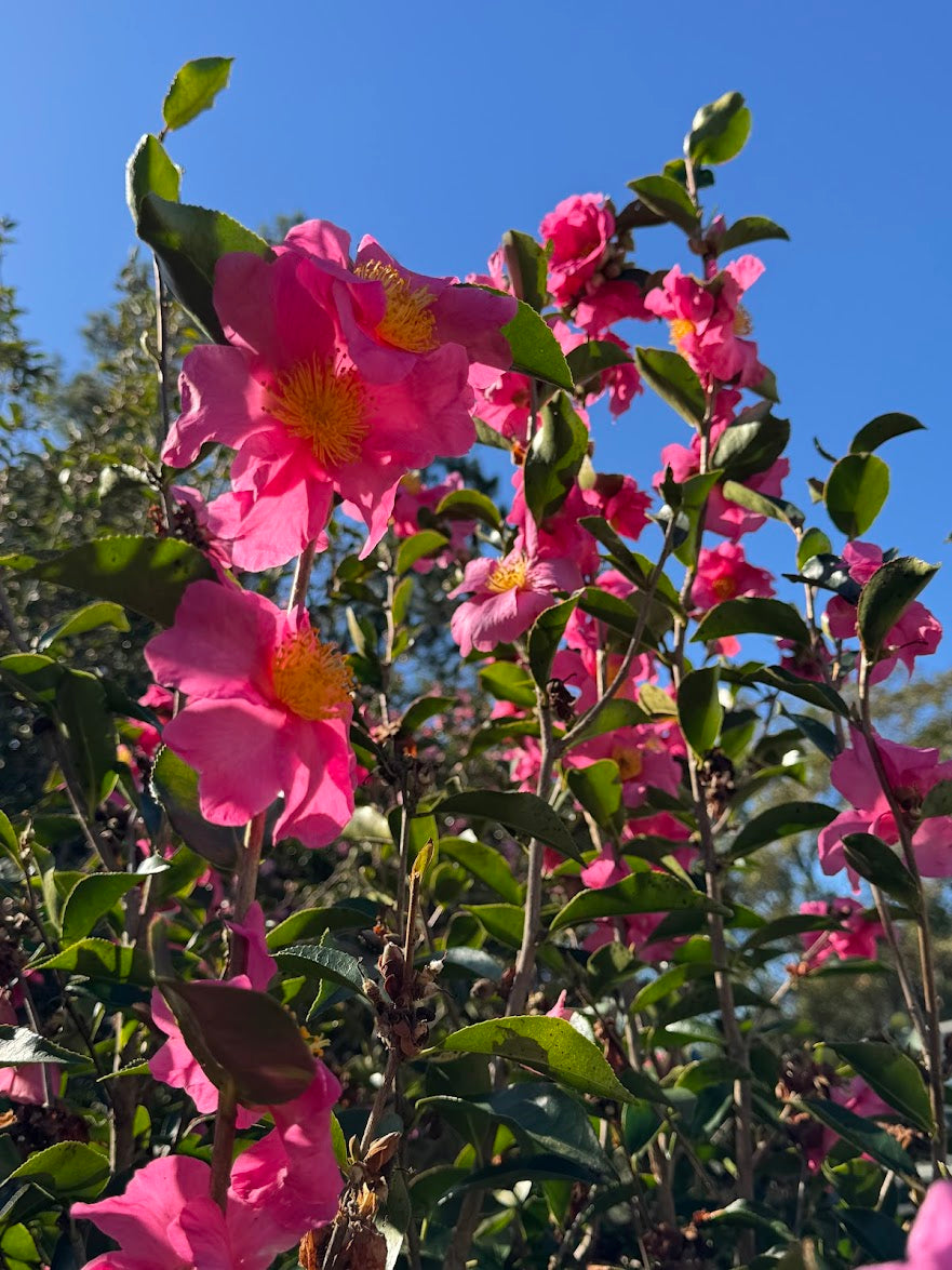 Camellia  x 'Rosa Marie' NEW