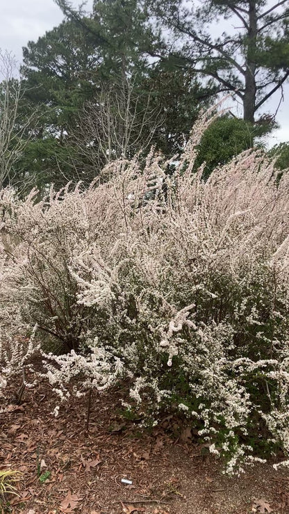 Spiraea thunbergii 'Fujino Pink'