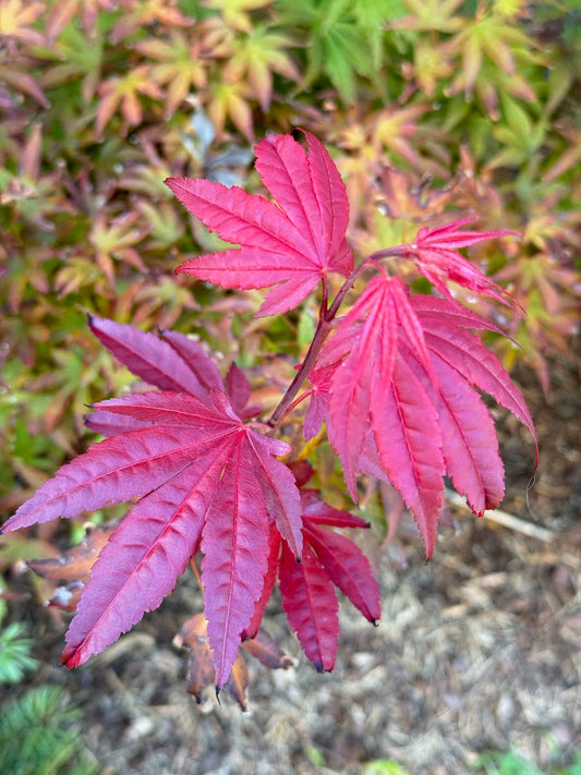 Acer palmatum 'Sister Jackie'