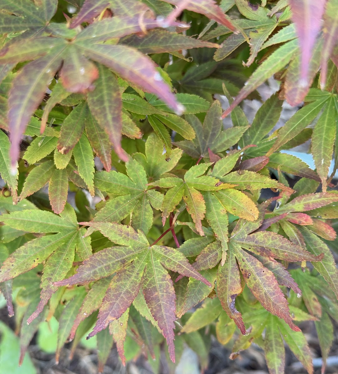 Acer palmatum 'Sister Jackie'