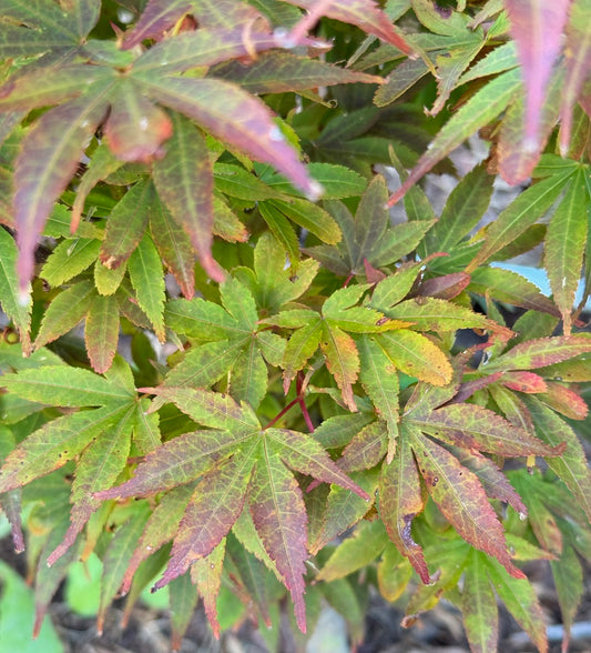 Acer palmatum 'Sister Jackie'