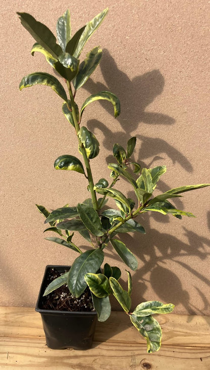 Ilex latifolia 'Snow Flash' RARE!