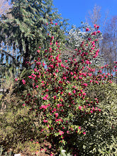 Camellia 'Hollyhocks' RARE